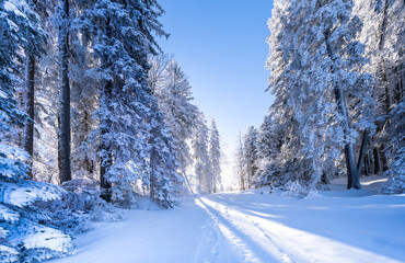 Winter forest in Seefeld, Austria