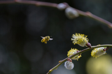 a bee in flight, covered with pollen of a goat willow, Salix caprea

