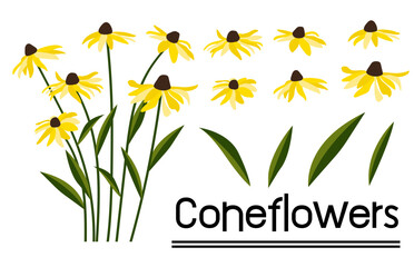 Yellow coneflower background.Eps 10 vector.