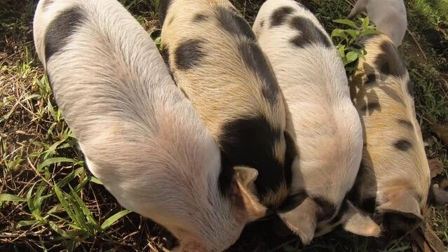 close up top view of group of five cute baby small piglets piggy squeezing against each other fighting eating for food pellets on the dirt grass ground during sunshine day with beautiful light ray