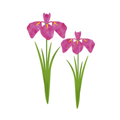 菖蒲の花のイラスト