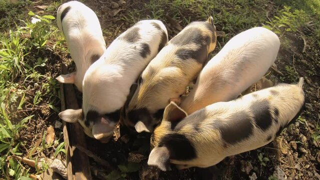 top view of group of five cute baby small young piglets piggy squeezing against each other fighting eating for food pellets on the dirt grass ground during sunshine day with beautiful light ray