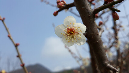 Apricot flower on nature background