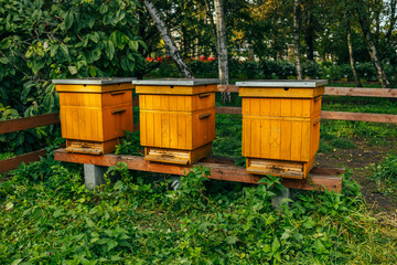 Hives in the apiary with bees flying to the landing boards. beekeeping. High quality photo
