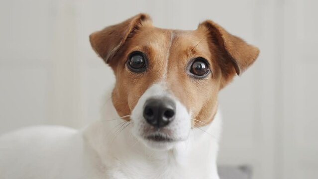 Dog breed Jack Russell Terrier looks at object with interest turns its head in different directions funny close up on wall background looking at camera at. Caring for pets. Animals.