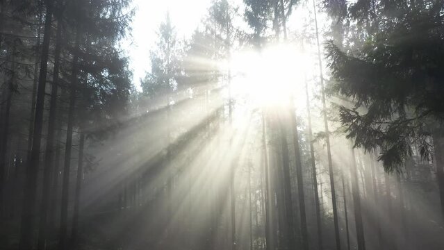 sun rays shine through the morning fog in the forest, drone photography,