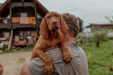 Red cute vizsla puppies on mens arms