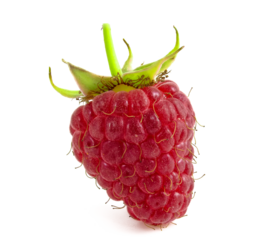 Raspberries isolated on white background. Berry with peduncle close up.