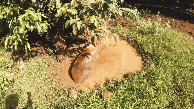 walking close toward a huge fat domesticated brown and white boar pig in small mud pool pond taking mud bath then go back lied down to sleep  in a sunshine day