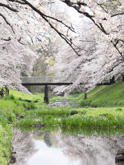 根川緑道の桜