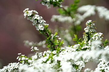 春を呼ぶ白いゆきやなぎの花