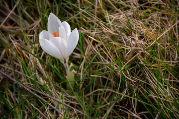 white crocus flowers