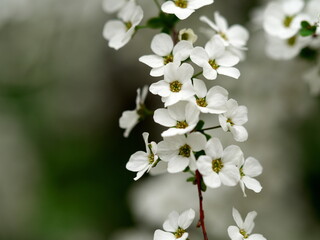 春を呼ぶ白いゆきやなぎの花