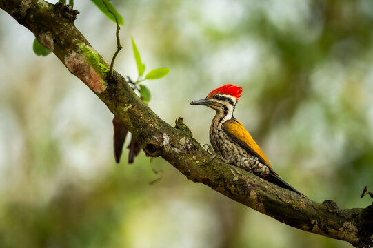 black rumped flameback or lesser golden backed woodpecker or lesser goldenback or Dinopium benghalense bird perch in natural scenic green background pilibhit national park forest uttar pradesh india