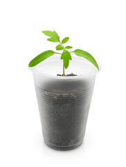 Two week old tomato seedling in plastic pot with soil isolated on white background. Vegetables growing, kitchen garden. 