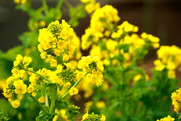 春を告げる黄色い菜の花