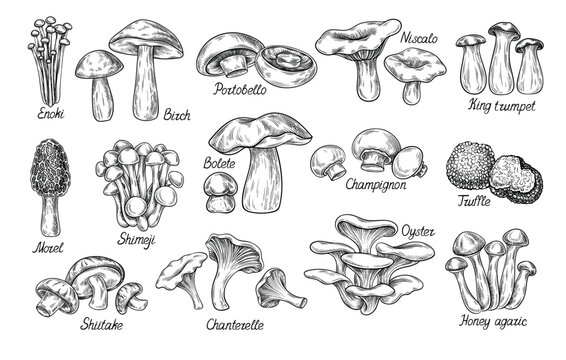 Hand drawn mushrooms set. Enokl, portobello and King trumpet. Niscalo and Honey Agaric, Chanterelle. Collection of fungi with text. Cartoon flat vector illustrations isolated on grey background