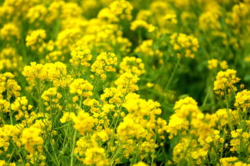 春を告げる黄色い菜の花