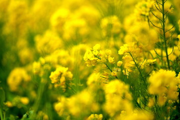春を告げる黄色い菜の花
