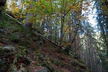 Obraz premium Dovbush path - route through wooded mountain slopes near Yaremche, Ukraine