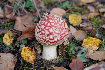 Little fly agaric grows in forest