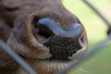 Deer nose extreme close up