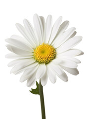 daisy isolated on white background