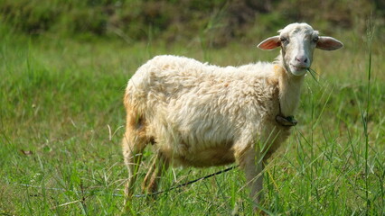 A white fat lamb is eating grass in the field in Indonesia, sheep, animal, lamb, farm, wool, grass, field, agriculture, mammal, spring, livestock, nature, meadow, farming, green, white, ewe, rural, go