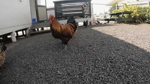 lower angle view of freely running around wild roosters cock hens chickens walking around close grabbing fighting picking up food on the ground on a gravel road street