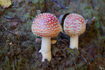 Two little fly agaric grows in soil