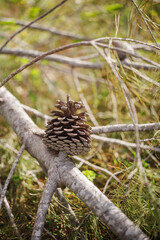pomme de pin sur sa branche