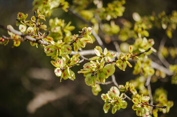 branche avec fleur de printemps