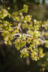 branche avec fleur de printemps