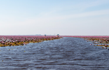 Beautiful Nature Freshwater Lake Tourist Boat Route or channel with clear black water for Landscape red Lotus sea in morning with fog bright sunlight background in bright day. Udon Thani Thailand.  