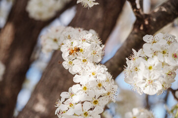arbre en fleur au printemps