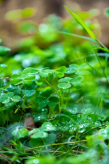 Young light green clovers and dark green heart shaped leaves