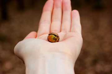 Closeup of germinating acorn being held in Caucasian hand on brown background