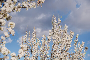 arbre en fleur au printemps