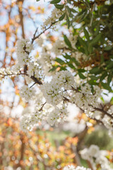 arbre en fleur au printemps