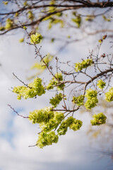 branche d'arbre en pleine nature