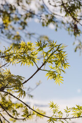 branche d'arbre en pleine nature