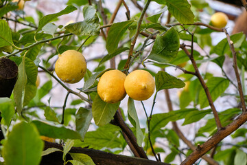 Lemon tree grove in Limone del Garda in a sunny day, Lake - lago - Garda, Lombardy, Italy