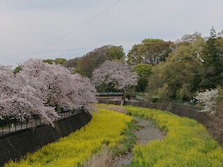 桜と菜の花
