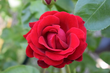 rote Rosenblüte