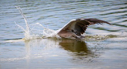 Obraz premium Spot-billed pelican diving on the lagoon in the morning
