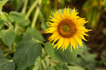 Sunflower in the field close-up