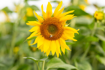 A bee collects honey on a sunflower
