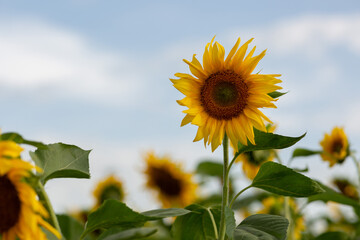 Sunflower on the background of a blue sky with clouds