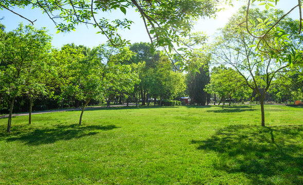 park with green with grass on lawn and trees in spring