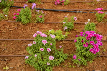 Godetia or Clarkia amoena. Irrigation system in Israel. Watering flowers in the desert. Street flower beds. Water hoses near planted flowers.